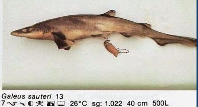 Galeus sauteri